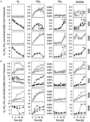 The root zone of graminoids: A niche for H2-consuming acetogens in a minerotrophic peatland